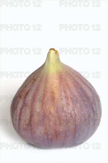 Real fig or fig tree (Ficus carica), ripe fig against a white background