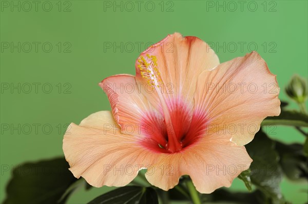 Chinese hibiscus (Hibiscus rosa-sinensis), flower, ornamental plant, North Rhine-Westphalia, Germany, Europe