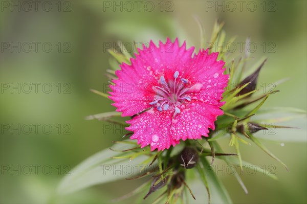 Bearded carnation or garden sweet william (Dianthus barbatus), flower, ornamental plant, North Rhine-Westphalia, Germany, Europe