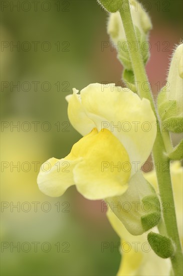 Large snapdragon or garden common snapdragon (Antirrhinum majus), flower, ornamental plant, North Rhine-Westphalia, Germany, Europe