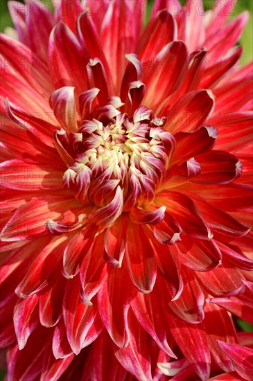 Dahlia (Dahlia Hybride), detail of flower, ornamental plant, North Rhine-Westphalia, Germany, Europe