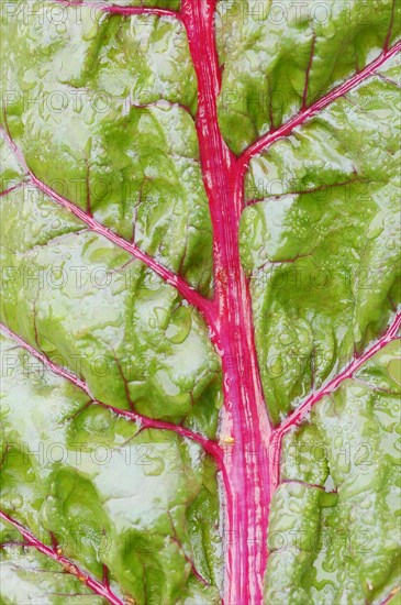 Red chard (Beta vulgaris subsp. vulgaris), detail of leaf, North Rhine-Westphalia, Germany, Europe