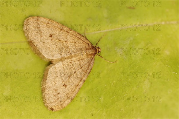 Winter moth (Operophtera brumata), male, North Rhine-Westphalia, Germany, Europe