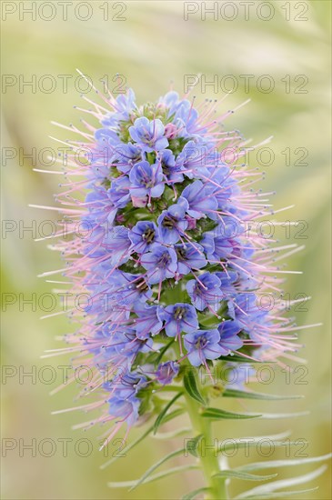 Magnificent viper's bugloss (Echium nervosum, Echium fastuosum), inflorescence, native to Madeira, ornamental plant, North Rhine-Westphalia, Germany, Europe