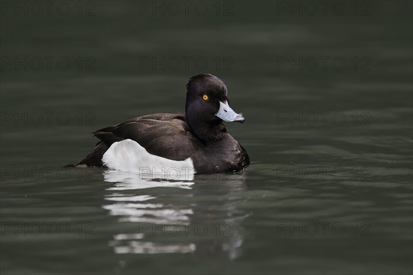 Tufted Duck (Aythya fuligula), drake, North Rhine-Westphalia, Germany, Europe