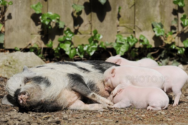 Goettingen minipig (Sus scrofa f. domestica), sow suckling piglets, North Rhine-Westphalia, Germany, Europe