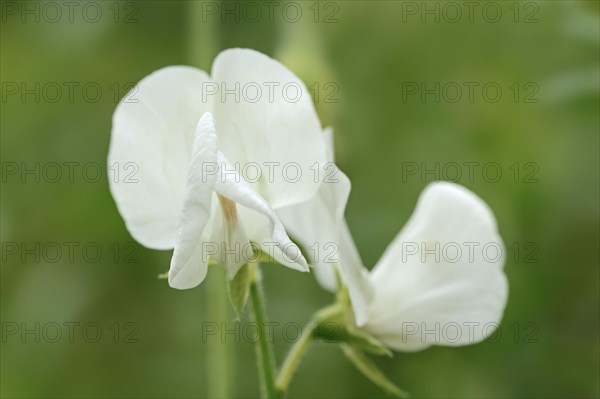 Sweet pea 'White Supreme' (Lathyrus odoratus), flower, ornamental plant, North Rhine-Westphalia, Germany, Europe