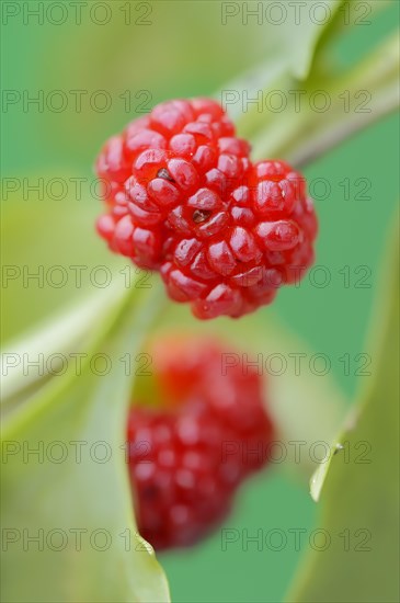 Strawberry spinach (Chenopodium foliosum, Blitum virgatum), fruit, vegetable and ornamental plant, North Rhine-Westphalia, Germany, Europe