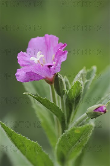 Great willowherb (Epilobium hirsutum), flower, North Rhine-Westphalia, Germany, Europe