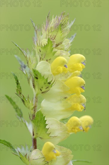 Greater yellow-rattle (Rhinanthus angustifolius), flowers, North Rhine-Westphalia, Germany, Europe