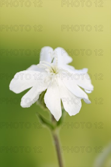 White campion or broad-leaved campion (Silene latifolia, Melandrium album), flower, North Rhine-Westphalia, Germany, Europe