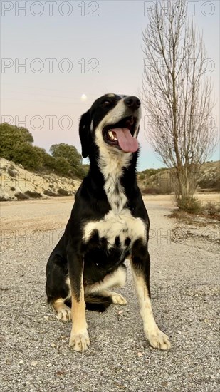 A joyful black and white dog sits on a gravel road with a scenic sunset and moonrise in the background