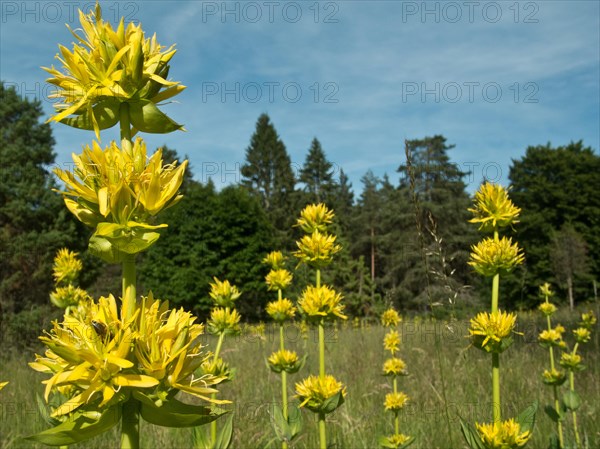Yellow gentian, Gentiana lutea, Ursental, Tuttlingen, Baden-Wuerttemberg, Germany, Europe