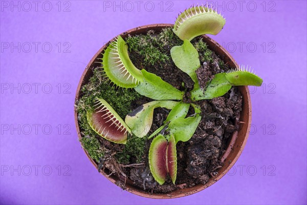 Carnivorous plant, Dionaea muscipula, Mallorca, Balearic Islands, Spain, Europe