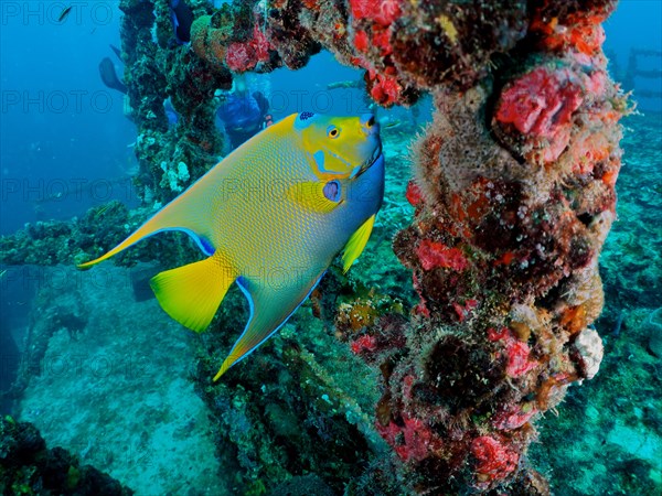 Overgrown railing and queen angelfish (Holacanthus ciliaris), angelfish, on the wreck of the USS Spiegel Grove, dive site John Pennekamp Coral Reef State Park, Key Largo, Florida Keys, Florida, USA, North America