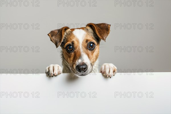 Errier dog with large empty white sign in front of gray studio background. KI generiert, generiert, AI generated