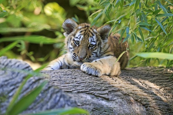 A tiger young lies relaxed on a tree trunk surrounded by bamboo, Siberian tiger, Amur tiger, (Phantera tigris altaica), cubs