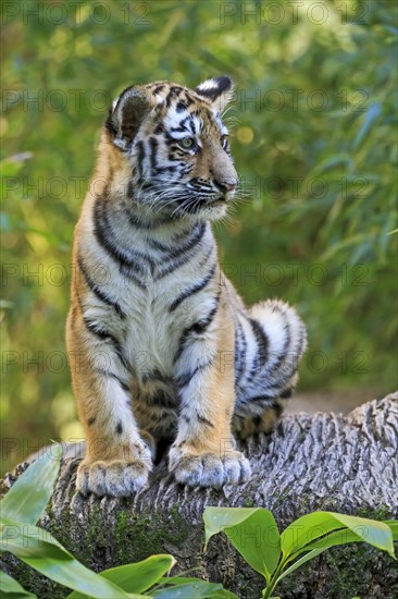 A young tiger stands upright and looks around curiously, Siberian tiger, Amur tiger, (Phantera tigris altaica), cubs