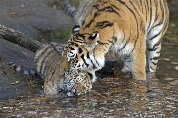 A young tiger playing in the water next to a tree trunk, Siberian tiger, Amur tiger, (Phantera tigris altaica), cubs