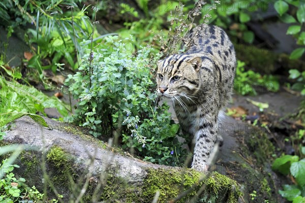 A fishing cat (Prionailurus viverrinus)