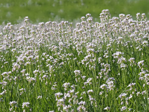 Cuckoo flower (Cardamine pratensis), Leoben, Styria, Austria, Europe