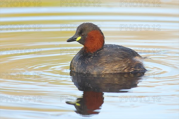 Little grebe (Tachybaptus ruficollis), adult bird in its plumage, on a lake, Rosensteinpark, Stuttgart, Baden-Wuerttemberg, Germany, Europe