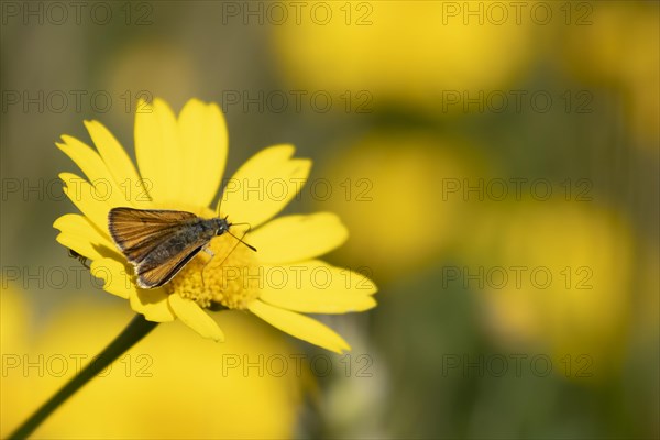 Large skipper butterfly (Ochlodes sylvanus) adult feeding on a Corn marigold flower in summer, Suffolk, England, United Kingdom, Europe