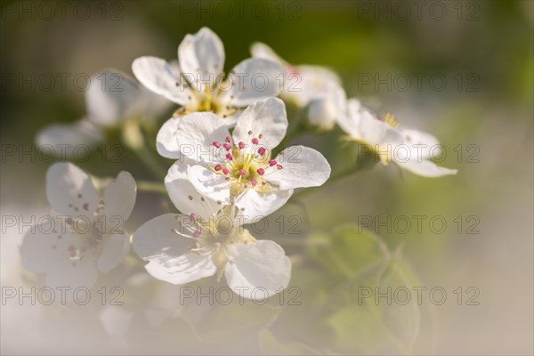 Pear tree blossom (Pyrus), pome fruit family (Pyrinae), meadow orchard, spring, Langgassen, Pfullendorf, Linzgau, Baden-Wuerttemberg, Germany, Europe