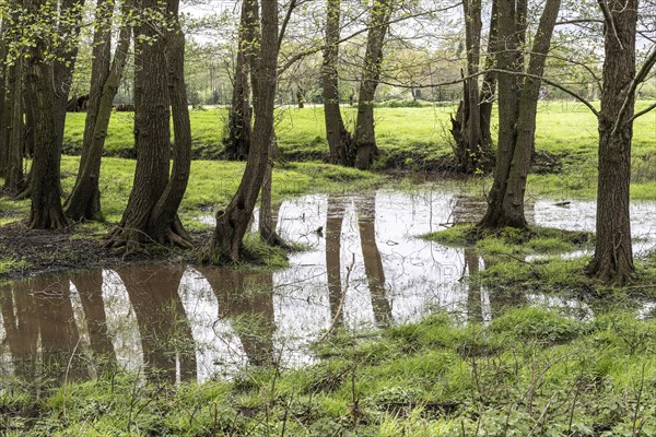 Alder quarry forest (Alnus glutinosa), Emsland, Lower Saxony, Germany, Europe