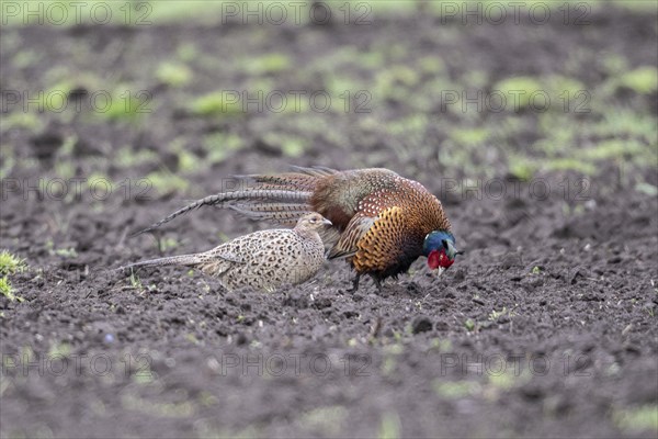 Hunting pheasants (Phasianus colchicus), courtship display, Emsland, Lower Saxony, Germany, Europe