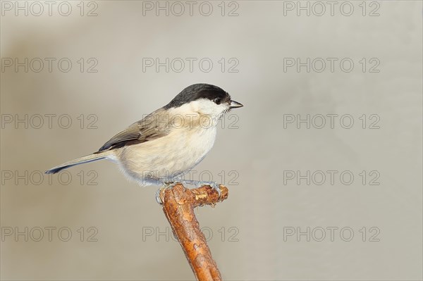 Marsh tit (Parus palustris) sitting on a branch, Wilnsdorf, North Rhine-Westphalia, Germany, Europe