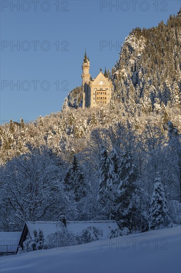 Neuschwanstein Castle, Schwangau near Fuessen, Allgaeu, Bavaria, Germany, Fuessen, Bavaria, Germany, Europe