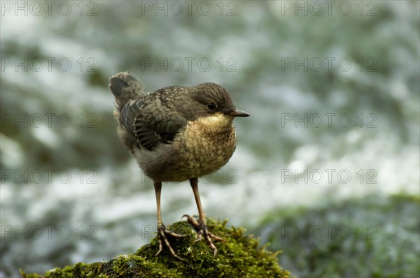 White-throated Dipper (Cinclus cinclus) young bird sitting on moss-covered rock in rushing water, Paderborn, North Rhine-Westphalia, Germany, Europe