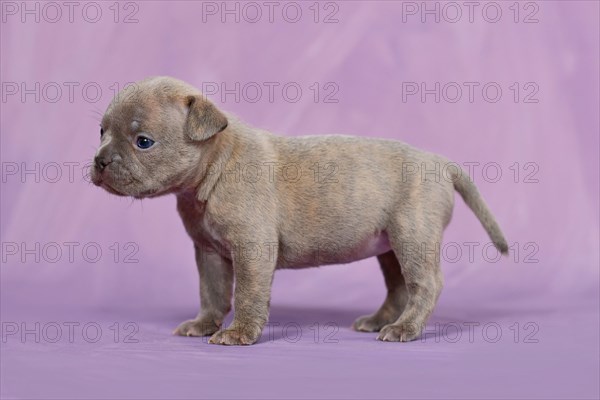 Four weeks purebred young Lilac Brindle French Bulldog puppy with healthy long nose and tail