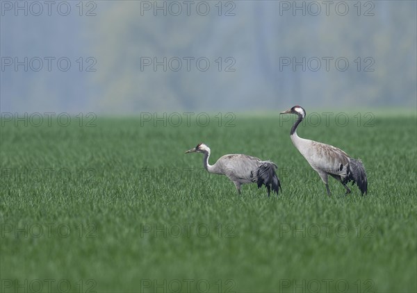 Crane (Grus grus), two adult birds foraging in a cereal field, Lower Saxony, Germany, Europe