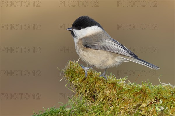 Willow Tit (Parus montanus) sitting on a tree root covered with moss, Wilnsdorf, North Rhine-Westphalia, Germany, Europe
