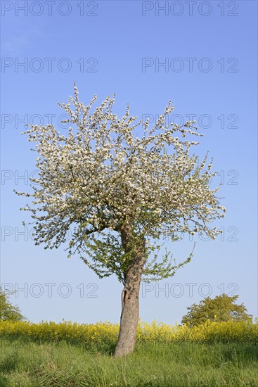 Fruit tree, apple tree (Malus domestica) in bloom next to a flowering rape field (Brassica napus), blue sky, North Rhine-Westphalia, Germany, Europe