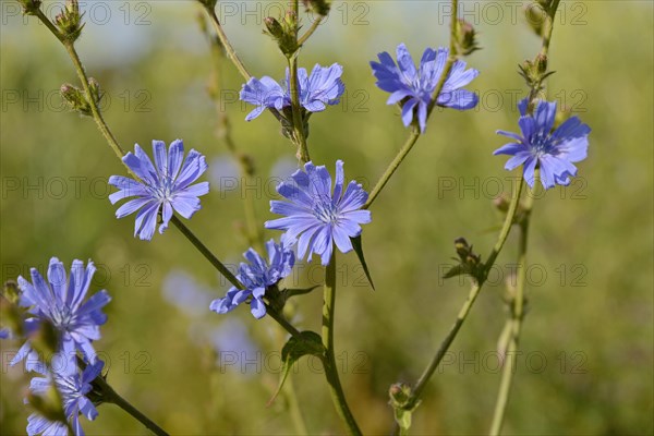 Common chicory (Cichorium intybus), inflorescence, North Rhine-Westphalia, Germany, Europe