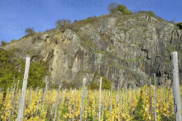 View of autumnal vineyards in front of a high rock face, blue sky, Moselle, Rhineland-Palatinate, Germany, Europe