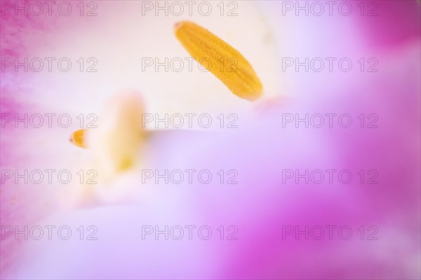 Stamens in a tulip calyx, pink tulip (Tulipa), Stuttgart, Baden-Wuerttemberg, Germany, Europe