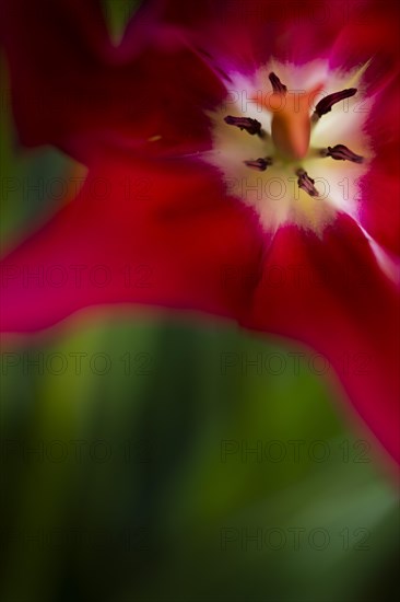 Pistil and stamens in a tulip calyx, red tulip (Tulipa), Stuttgart, Baden-Wuerttemberg, Germany, Europe