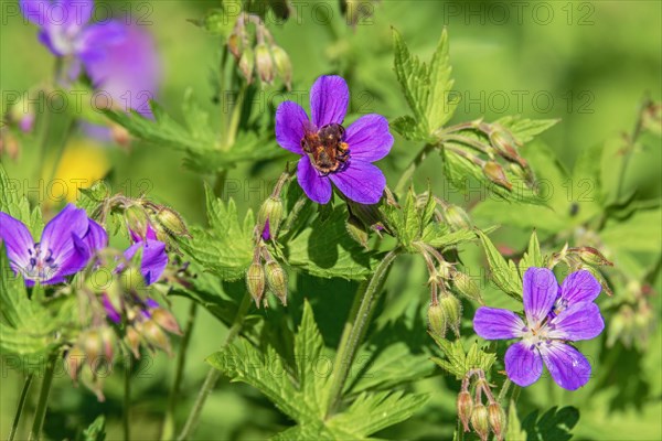 Pollinating bumblebee on a Wood cranesbill (Geranium sylvaticum) flower a summer day