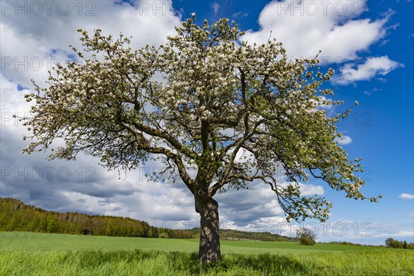 Flowering apple tree (Malus domestica), at Lake Constance, Baden-Wuerttemberg, Germany, Europe