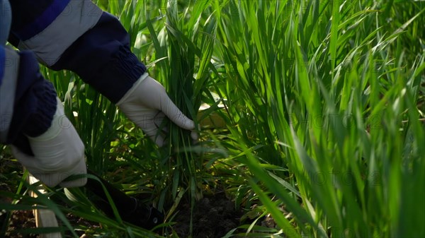 Farmer working in the garden, Close up of hands in white gloves