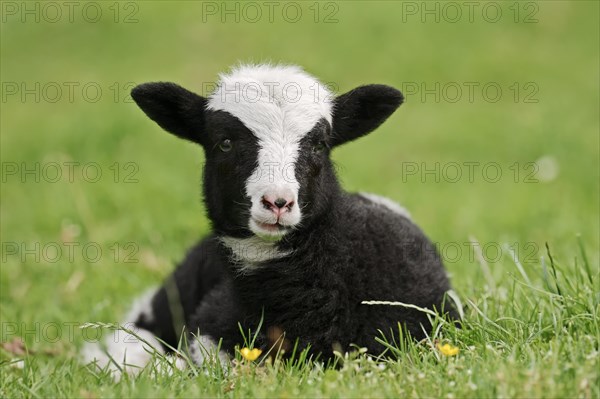 Jacob sheep (Ovis ammon f. aries), lamb, Lower Saxony Germany