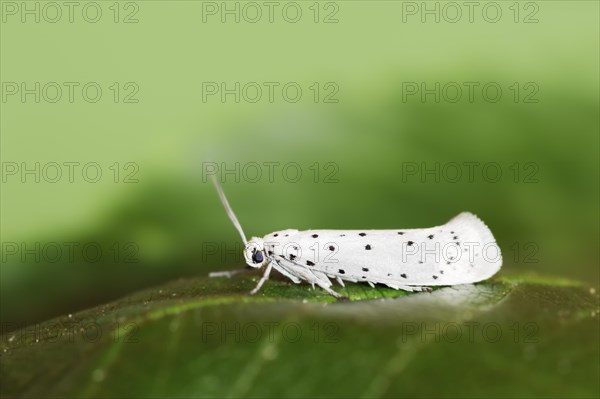 Orchard ermine (Yponomeuta padella), North Rhine-Westphalia, Germany, Europe