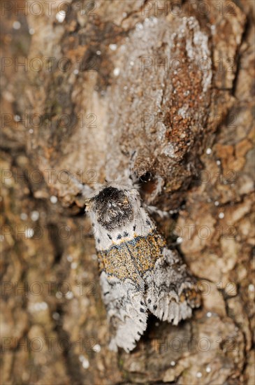 Sallow kitten moth (Furcula furcula), freshly hatched butterfly and cocoon, North Rhine-Westphalia, Germany, Europe