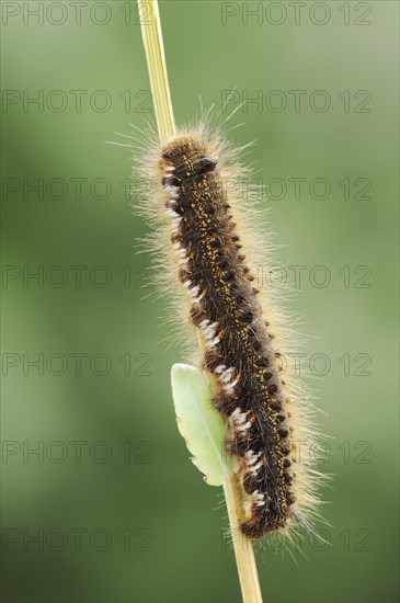 Drinker moth (Euthrix potatoria), caterpillar, North Rhine-Westphalia, Germany, Europe