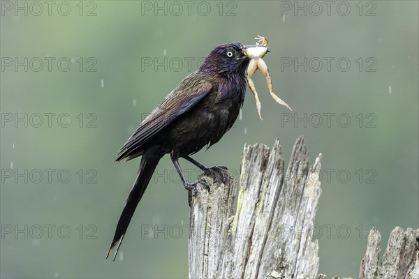 Common grackle (Quiscalus quiscula) bringing a frog to the nest to feed the babies. La Mauricie national park, province of Quebec, Canada, AI generated, North America