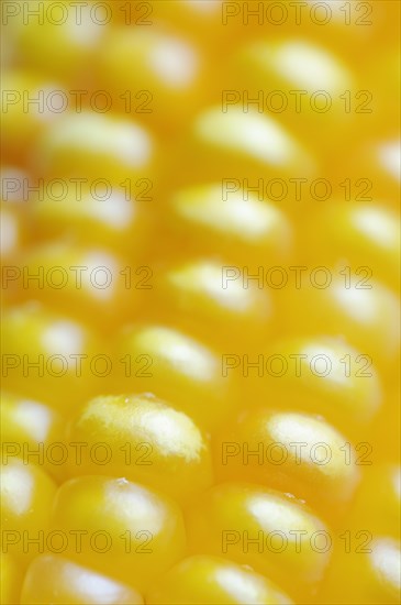 Corn (Zea mays), detail of corn corn cob